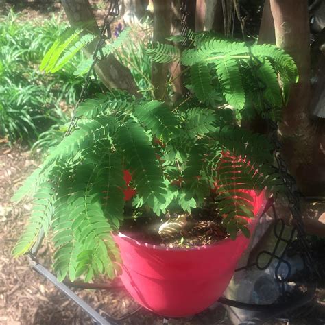 Mimosa Tree Bark Albizia Julibrissin Herb 6 Oz Happy Bark Sleepy