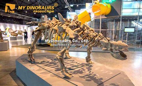 DS-086 Life-size Ankylosaurus Skeleton for Sale | My Dinosaurs