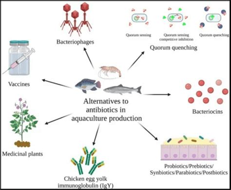 Giải pháp thay thế tiềm năng cho kháng sinh trong nuôi trồng thủy sản