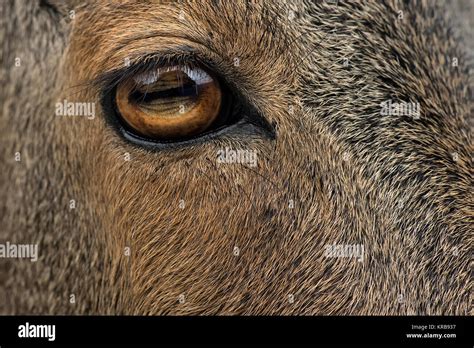state bird   indian state  tamil nadu  res stock photography