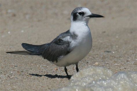 The Vineyard Gazette Marthas Vineyard News Black Terns And