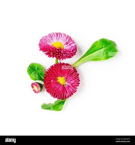 Daisy Flower Creative Composition Pink Bellis Perennis Flowers