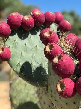 รูปภาพPinya – เลือกดูภาพถ่ายสต็อก เวกเตอร์ และวิดีโอ117 | Adobe Stock