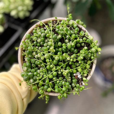 How About Some Varigated String Of Houseplants Galore