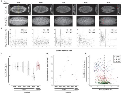 Rho1 activation recapitulates early gastrulation events in the ventral ...