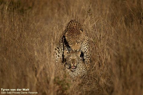 The Experience Of Leopards Mating Sabi Sabi Private Game Reserve Blog