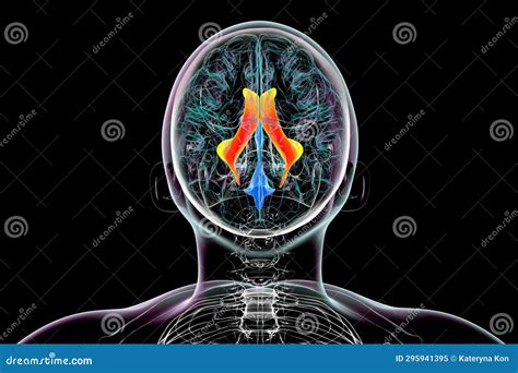 The Lateral Brain Ventricles, Illustration | CartoonDealer.com #283171702