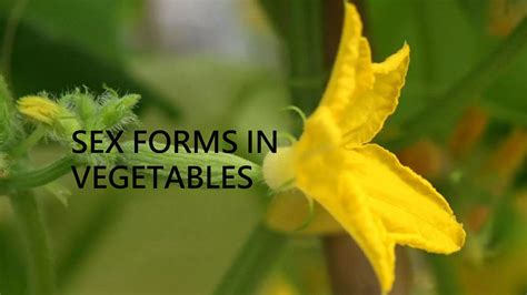 Sex Expression In Vegetables Pptx