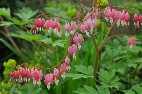 Дицентра Спектабилис белый (фото) - diymaven.ru