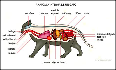 Строение Кота Внутренние Органы Фото Telegraph