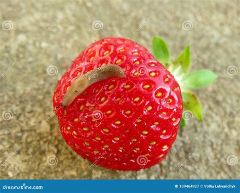 Strawberry And Slug Close Up Stock Image Image Of Health Background