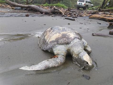 Hallan M S De Tortugas Muertas En Playas Del Pac Fico De Panam