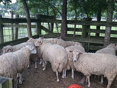 Sheep | Tranquil Farms