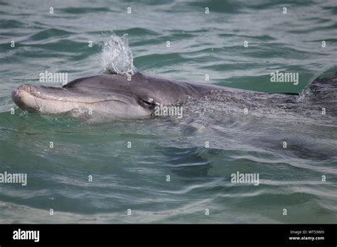 Indo Pacific Bottlenose Dolphin Hi Res Stock Photography And Images Alamy