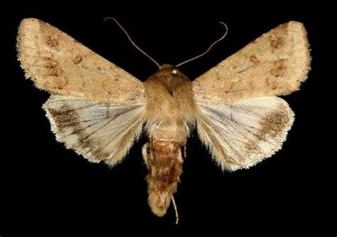 Corn Earworm Pupa