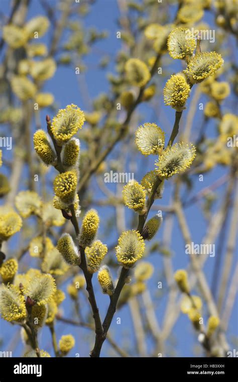 Salix Caprea Pussy Willow Stock Photo Alamy