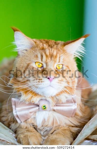 Nice Cute Pussy Cat Wearing Butterfly Stock Photo Shutterstock