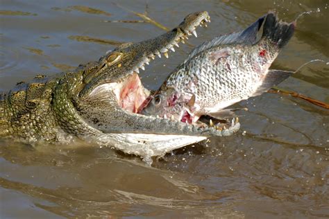 Florida: Monster man-eating Nile crocodiles have potential to take hold