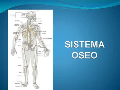 Ppt Sistema Oseo En Los Seres Vivos Dokumen Tips The Best Porn Website