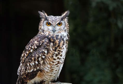 Interesting Information & Facts About Owl for Children