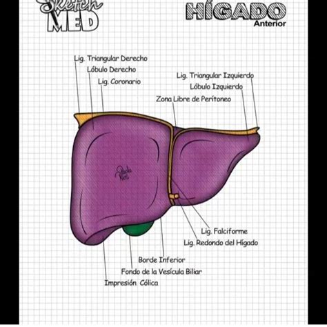 Pin De Almendra Lopez En Planer Kinesiologo Libros De Anatomia