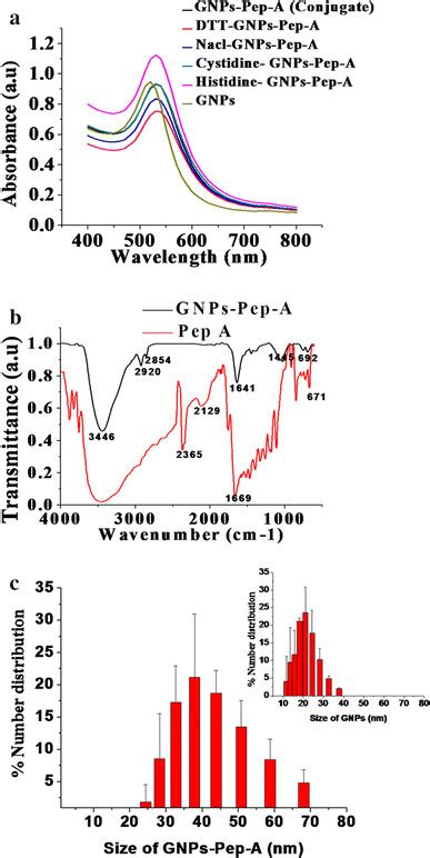 Characterization Of GNPs Pep A By UVvisible Spectra Of GNPs And