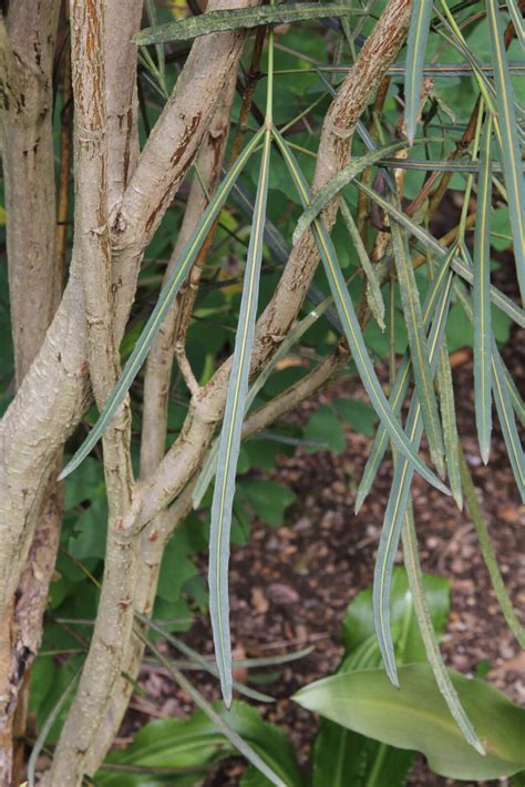 Pseudopanax Crassifolius F Trifoliolatus Pan Global Plants