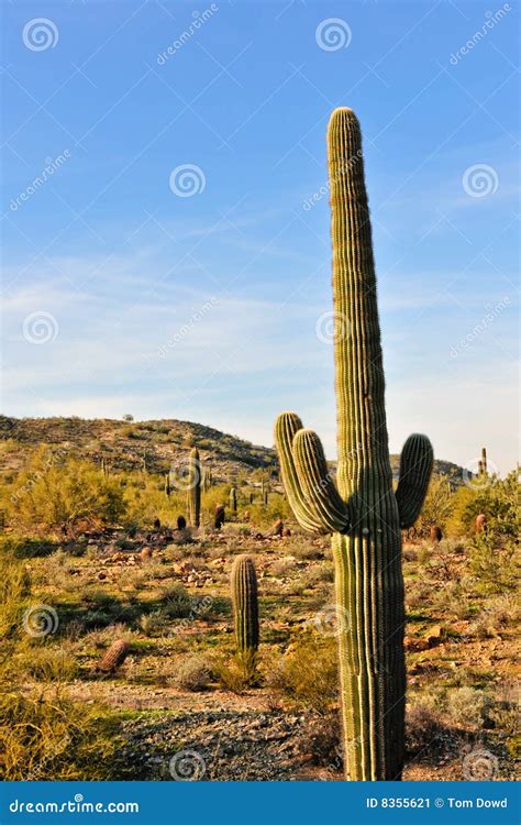 Saguaro Cactus In Desert Stock Image - Image: 8355621