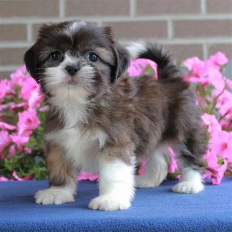 Teacup Shih Tzu For Sale Shihtzu For Sale Shihtzu For Sale