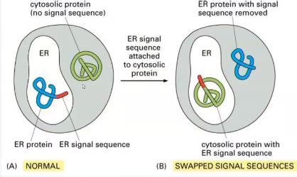 Lecture 14 - Protein sorting and trafficking Flashcards | Quizlet