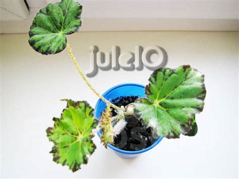 Бегония Бауэра “Персидская парча”- Begonia bowerae “Persian brocade” во ...