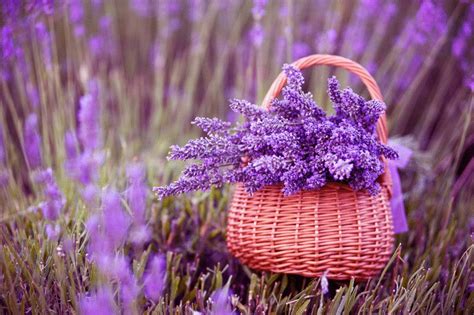 Lavender plant, Lavender seeds, Lavender flowers