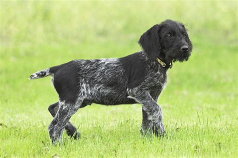 German Wirehaired Pointer Puppies For Sale - AKC PuppyFinder