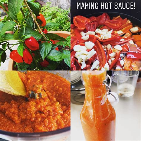 My First Time Making Hot Sauce Habaneros From My Garden R Hotsauce