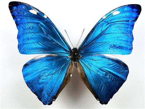 Royal Amazonian Butterfly Metallic Blue Dismounted Morpho Marcus
