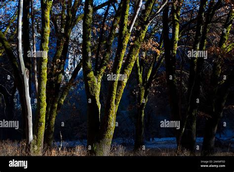 Fall Colors In Yosemitecalifornia Stock Photo Alamy