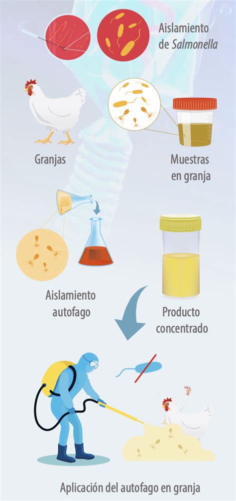 Los bacteriófagos una herramienta complementaria en S Infantis