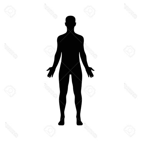 Human Body Outline Vector At Vectorified Collection Of Human Body