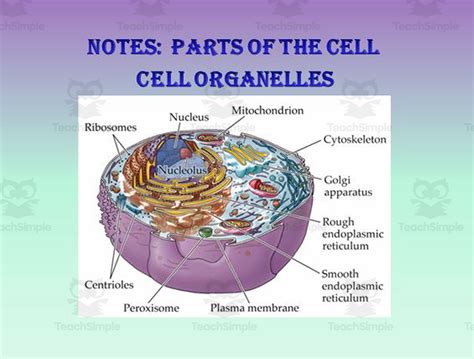 Cell Organelle PowerPoint Presentation By Teach Simple