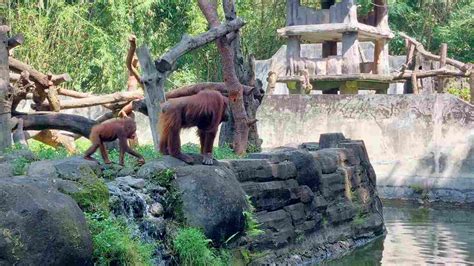 Gembira Loka Zoo Yogyakarta & Entrance Fee - IdeTrips