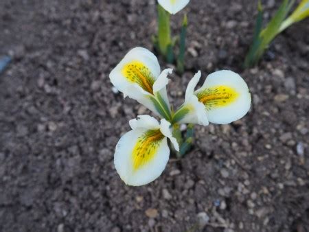 Iris Reticulata North Star Skalni Ky Jundrov