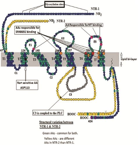 Neurotensin Receptors A Ntr 1 Showing 7tm T1 To T7 Within The Lipid