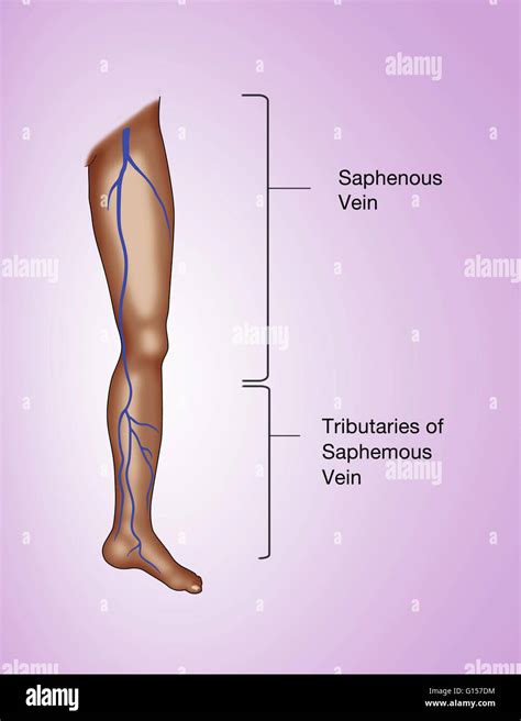 Labeled Illustration Of The Leg Showing The Great Saphenous Vein And Its Tributaries Stock