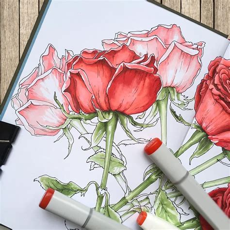 Роза скетч маркерами (Много фото) - drawpics.ru