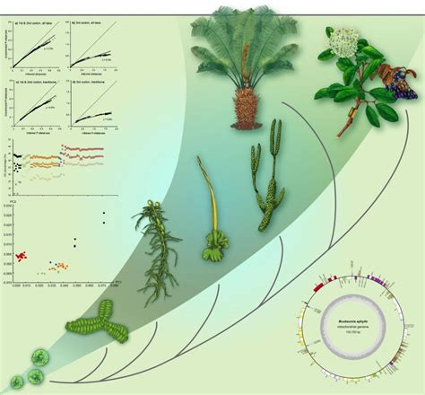 eeb evolution  green plants bernard goffinet bryology