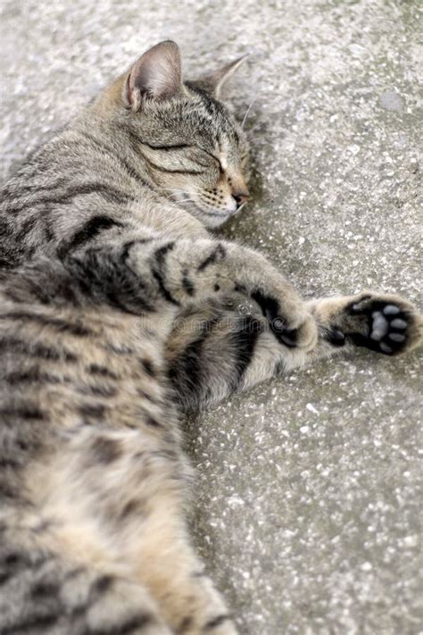 El Dormir Del Gato De Gato Atigrado Foto De Archivo Imagen De Rayado