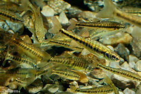 Common Minnow Photos, Common Minnow Images, Nature Wildlife Pictures ...