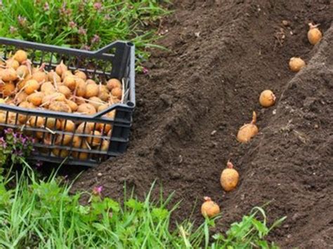 Planter et récolter la pomme de terre