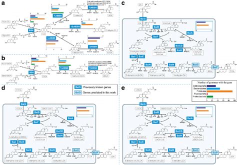 Illustration Of Bile Acid Pathways In Human Gut Microbes Reconstructed