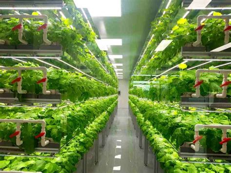 Why The Vertical Farming Market Is Likely To Keep Growing Talk Business